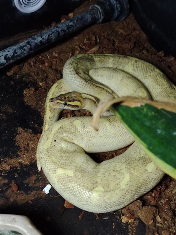 Mardi gras male python with full setup