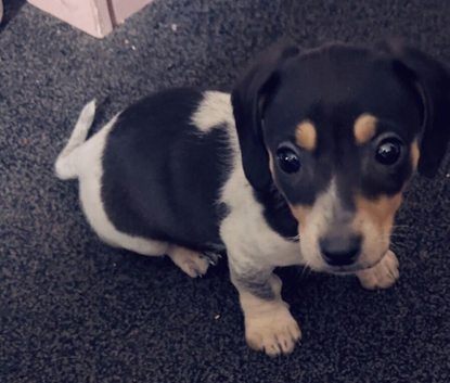 Dachshund puppy cross jack