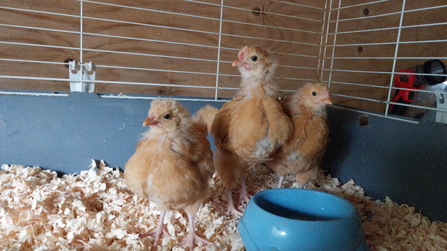 3 buff x Warren chick's