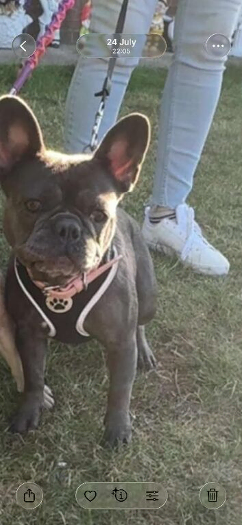 Blue female French bull dog