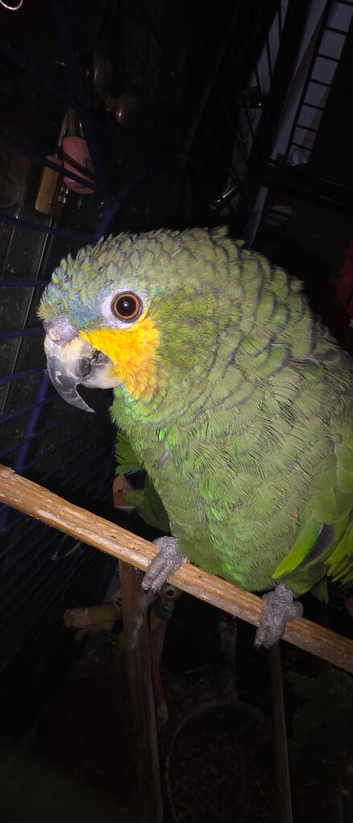 Blue fronted amazon male 2+ years old