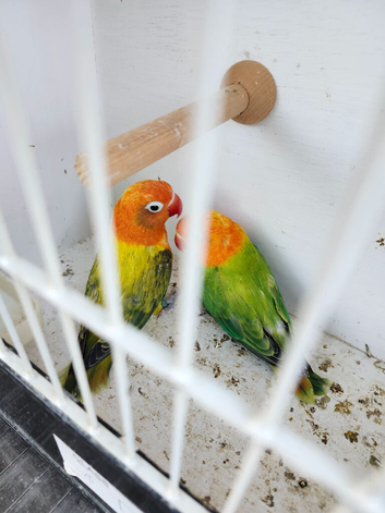 Green Euwing opaline and green opaline split both blue