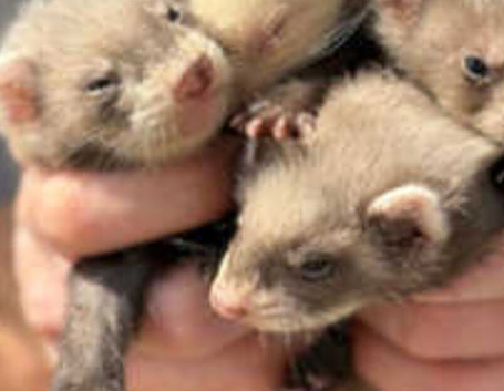 Ferrets for sale ready now