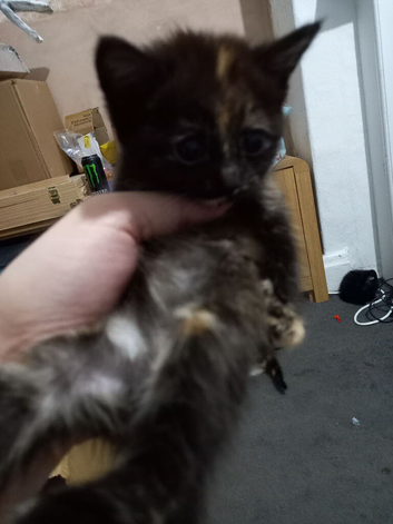 3 female kittens new home ready &pound;150 each