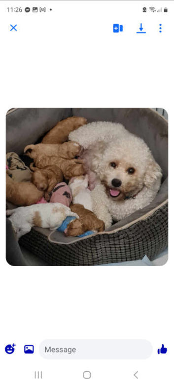 Cavapoochon