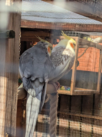 Adult cockateils