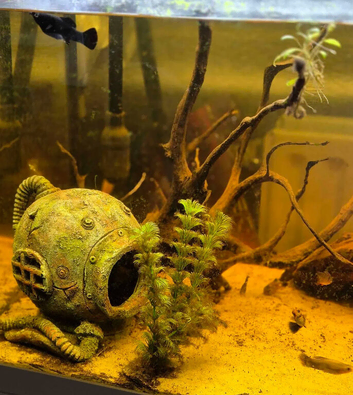 Fish Tank For sale with or without stand