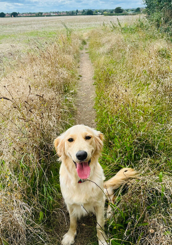 Golden retriever KC REG