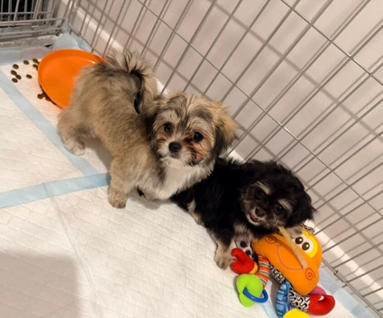 Adorable Maltese & Chihuahua Hybrid Puppies &ndash; 4 Boys.