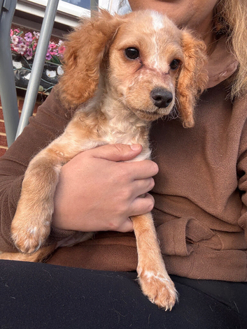 F2 cockapoo ready to leave