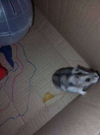3 month old hamster and cage for sale
