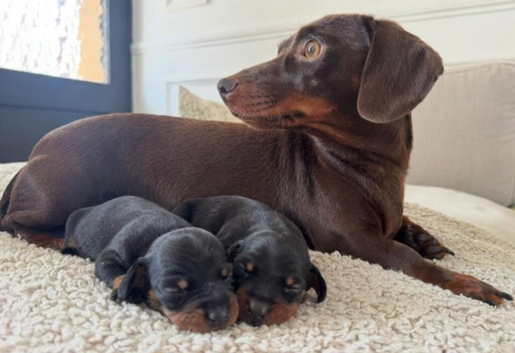 Wonderful miniature dachshunds