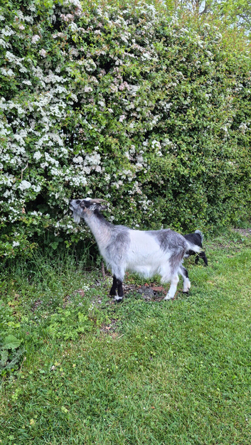 Two gorgeous female 3yr old goats pygmy cross