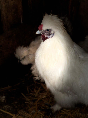 Splash Silkies and Cock