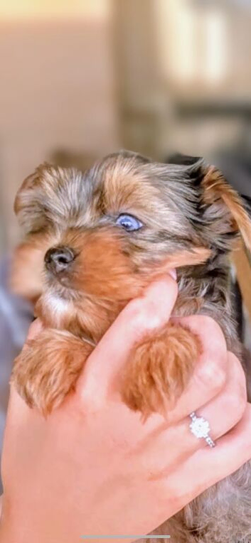 REAR COLOURED MERLE YORKIES