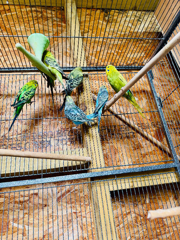Budgies for sale
