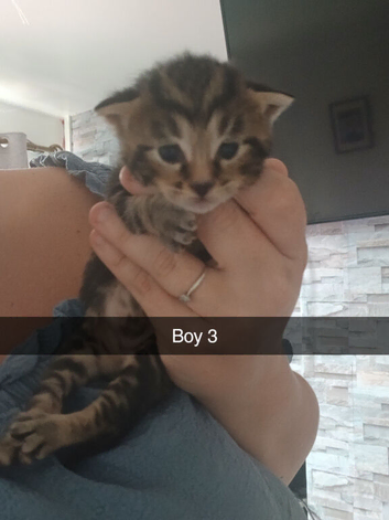 Beautiful kittens