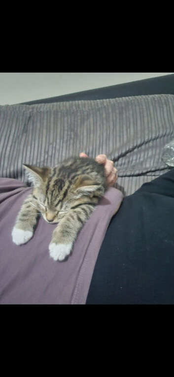 Half British shorthair kitten