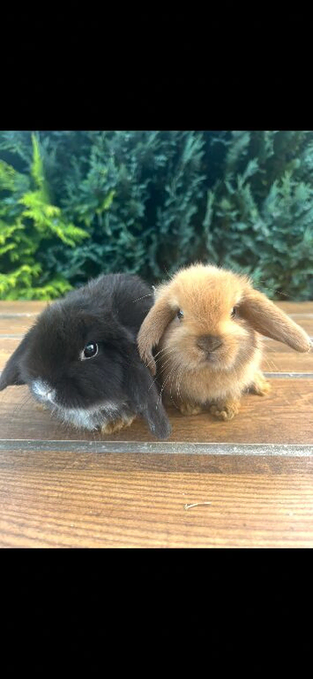 Pure Bred Boys (9 w old) Mini Lop Babies