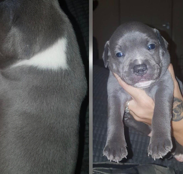 Staffordshire bull terrier puppies