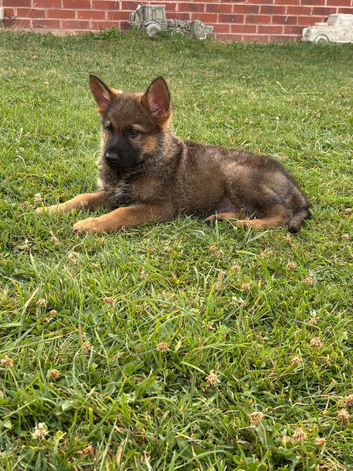 9 weeks old (boy)