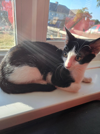 Sphinx cross kittens