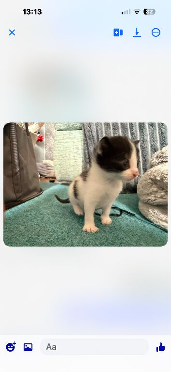 Kittens