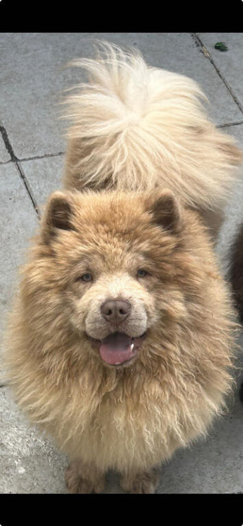 Lilac merle chow chow