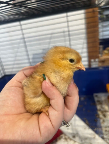 Rhode Island Red Chicks for Sale