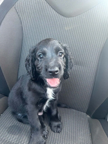 6 month old male spaniel pup
