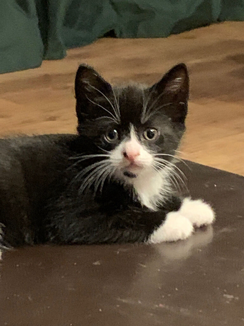 Kittens 8 weeks old and ready for a loving home.