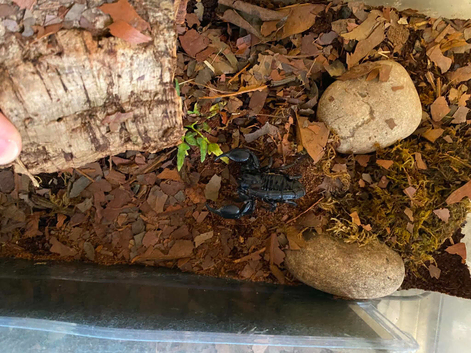 Asian Forest Scorpion and Setup - &pound;20