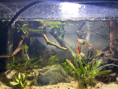 150 day old guppies