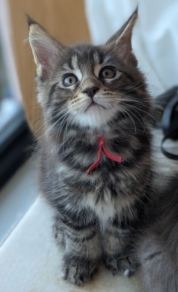 Chunky Loveable Maine Coon