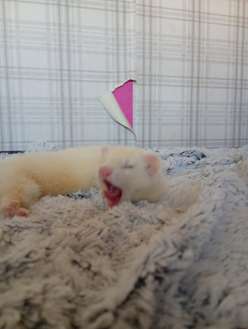 albino female ferret for sale