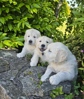 Purbred golden retriever puppies
