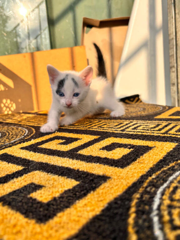 Kitten For give up
