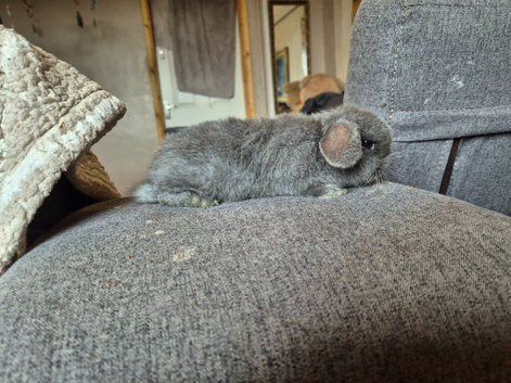 Beautiful blue female mini lop baby