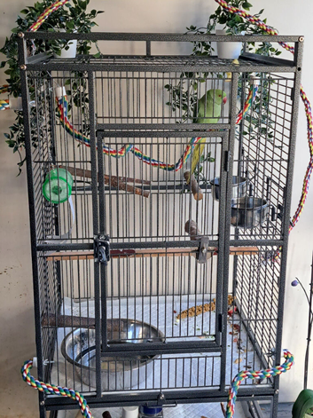 Sale or swap 4 month old baby ringneck