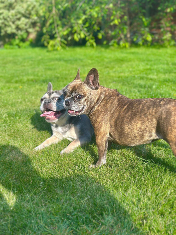 2 x French Bulldogs to rehome