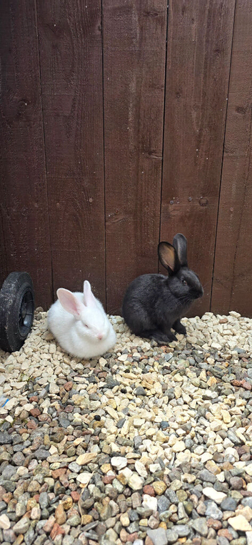 Wonderful rabbits