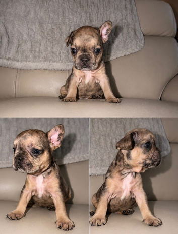 French bulldog pups