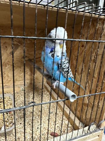 Pair of English show budgies 2026 available