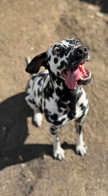 Dalmatian