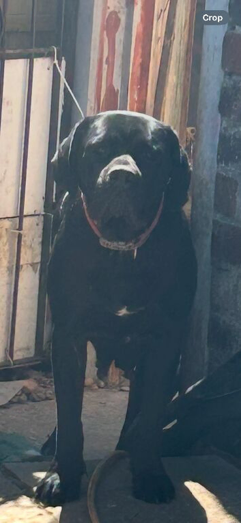 Daniff Puppies due. Great Dane x Mastiff