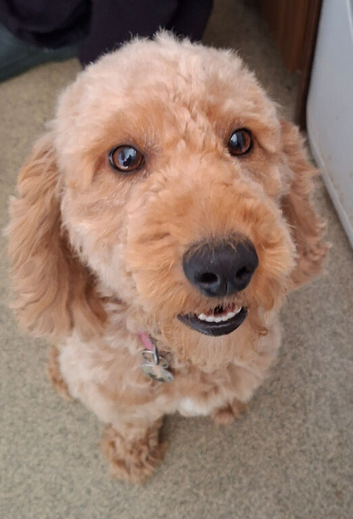 2 Year old Female Cockerpoo