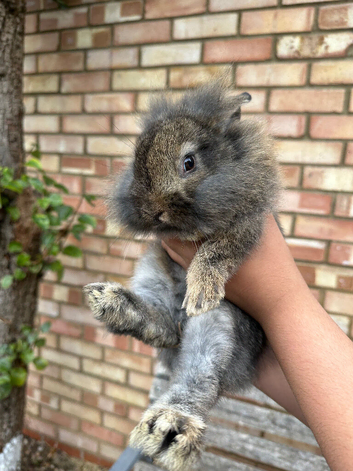 2 Baby Bunnies!