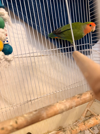 Love bird for sale