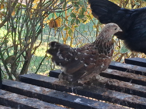 4 young pekin bantam crosses (millefleur and gold partridge)