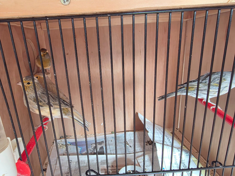 Canaries and finches for sale